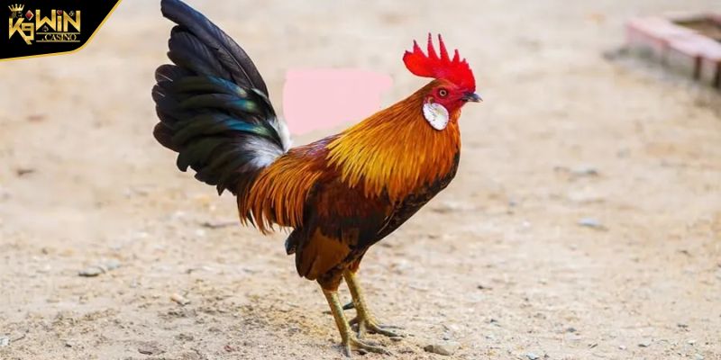 Cách Chọn Gà Đá Cựa Sắt Hay Sở Hữu Chiến Kê Bất Bại 2 Cách chọn giống gà đá hay