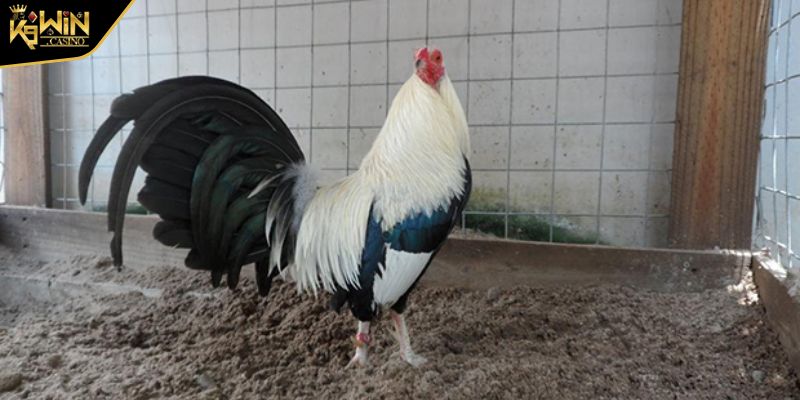 Cách Chọn Gà Đá Cựa Sắt Hay Sở Hữu Chiến Kê Bất Bại 3 Cách chọn gà đá cựa sắt hay với các yếu tố khác