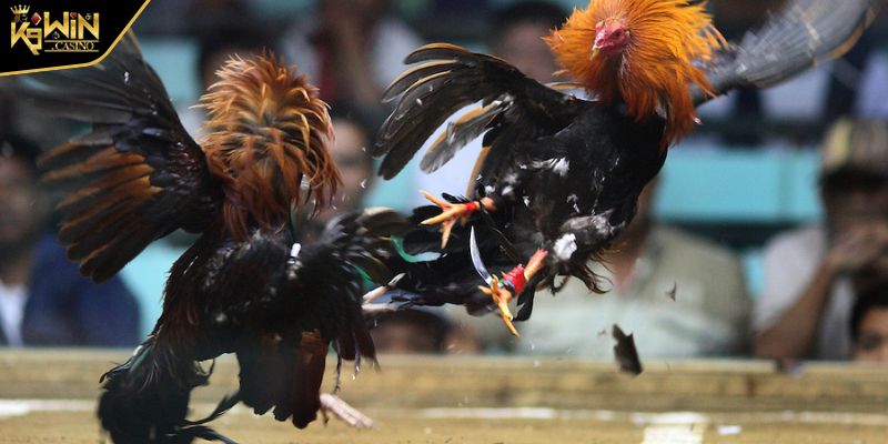Cách Đá Gà Mạng Luôn Thắng Từ Chuyên Gia Và Lưu Ý Cần Biết 2 Lý do người chơi hay thua khi tham gia đá gà mạng