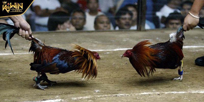 Cách Đá Gà Mạng Luôn Thắng Từ Chuyên Gia Và Lưu Ý Cần Biết 3 Nắm chắc quy định là cách đá gà mạng luôn thắng hiệu quả