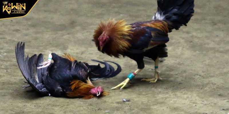 Đá Gà 12 Con Giáp Kinh Nghiệm Chọn Chiến Kê Chính Xác Nhất 2 Khái quát vài nét về đá gà 12 con giáp