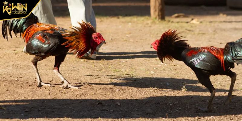 Đá Gà 12 Con Giáp Kinh Nghiệm Chọn Chiến Kê Chính Xác Nhất 3 Phương pháp xem ngày gà đá 12 con giáp siêu chuẩn xác