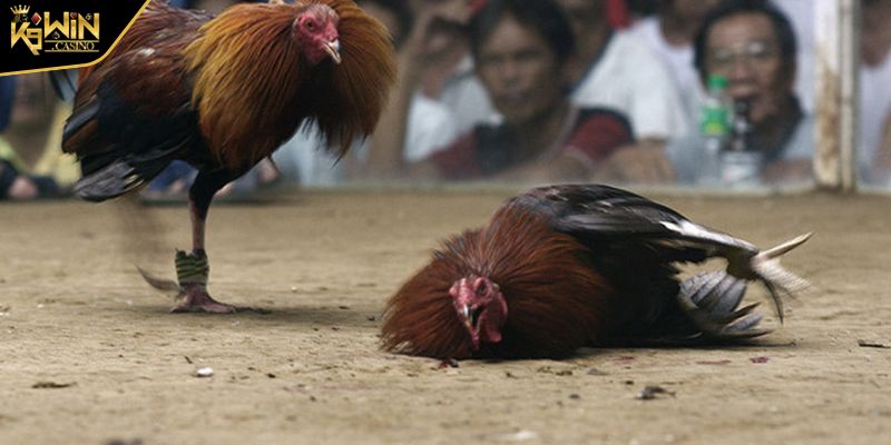 Đá Gà Ăn Tiền Trò Chơi Cho Kê Thủ Cá Cược Thử Thách Vận May 3 Tham gia gà đá cựa dao hồi hộp và hấp dẫn