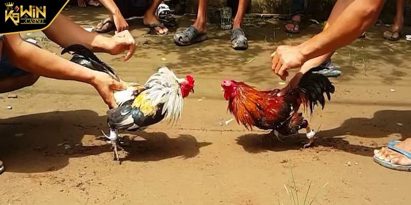 Đá Gà Ăn Tiền Trò Chơi Cho Kê Thủ Cá Cược Thử Thách Vận May 2 Tổng quan về loại hình đá gà ăn tiền