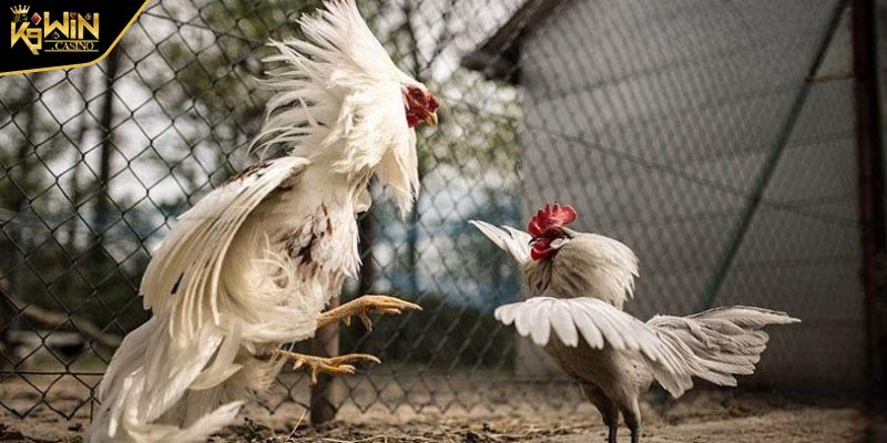 Đá Gà Tre Trò Chơi Giải Trí Hấp Dẫn Nhất Cho Kê Thủ 2025 3 Luật chơi gà đá tre cơ bản cần biết