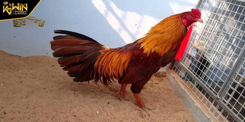 Đá Gà Xanh Trích Thông Tin Cơ Bản Và Các Trận Đấu Hàng Đầu 2 Tìm hiểu tổng quát về gà xanh trích