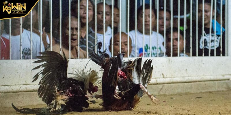 Hôm Nay Đá Gà Màu Gì? Bí Quyết Xem Màu Mạng Chiến Kê Chuẩn 2 Tìm hiểu hôm nay đá gà màu gì?