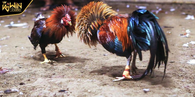 Xem Ngày Đá Gà K9WIN Thông Tin Cập Nhật Chuẩn Xác 24/7 2 Tầm quan trọng cần nắm của việc xem ngày đá gà